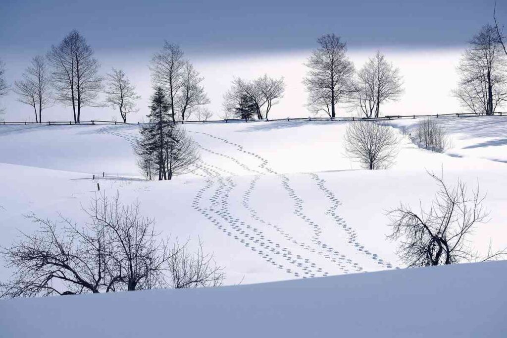 Winter